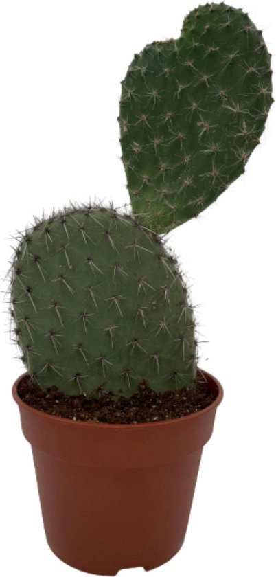 Foto: Vijgcactus of schijfcactus opuntia vijgcactus 30 40cm 17 cm