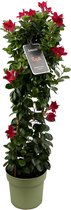 Trompetbloemige Klimplant, Kleur roze, Terrasplant, Balkonplant, Eenjarige Plant,Mandevilla Sundaville Classic Pink In Toren,(Dipladenia) - Ø24cm - 95cm