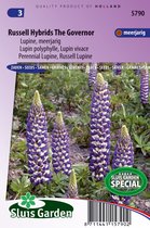 Sluis Garden - Lupine Russel Hybrids The Governer