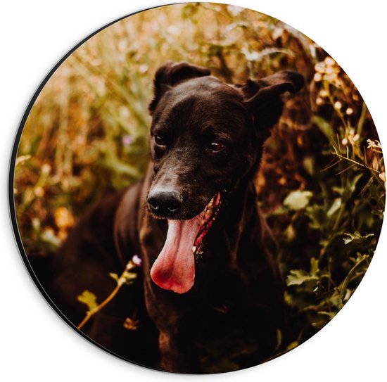 Dibond Wandcirkel - Zwarte Hond in de Natuur - 20x20cm Foto op Aluminium Wandcirkel (met ophangsysteem)
