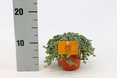 Kamerplant van Botanicly – Pilea Glauca – Hoogte: 15 cm