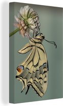 Canvas Schilderij Close-up van een koninginnenpage vlinder - 20x30 cm - Wanddecoratie