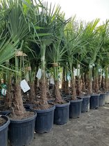 Yucca Informatie