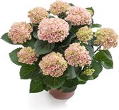 Hortensia Magical® Revolution roze