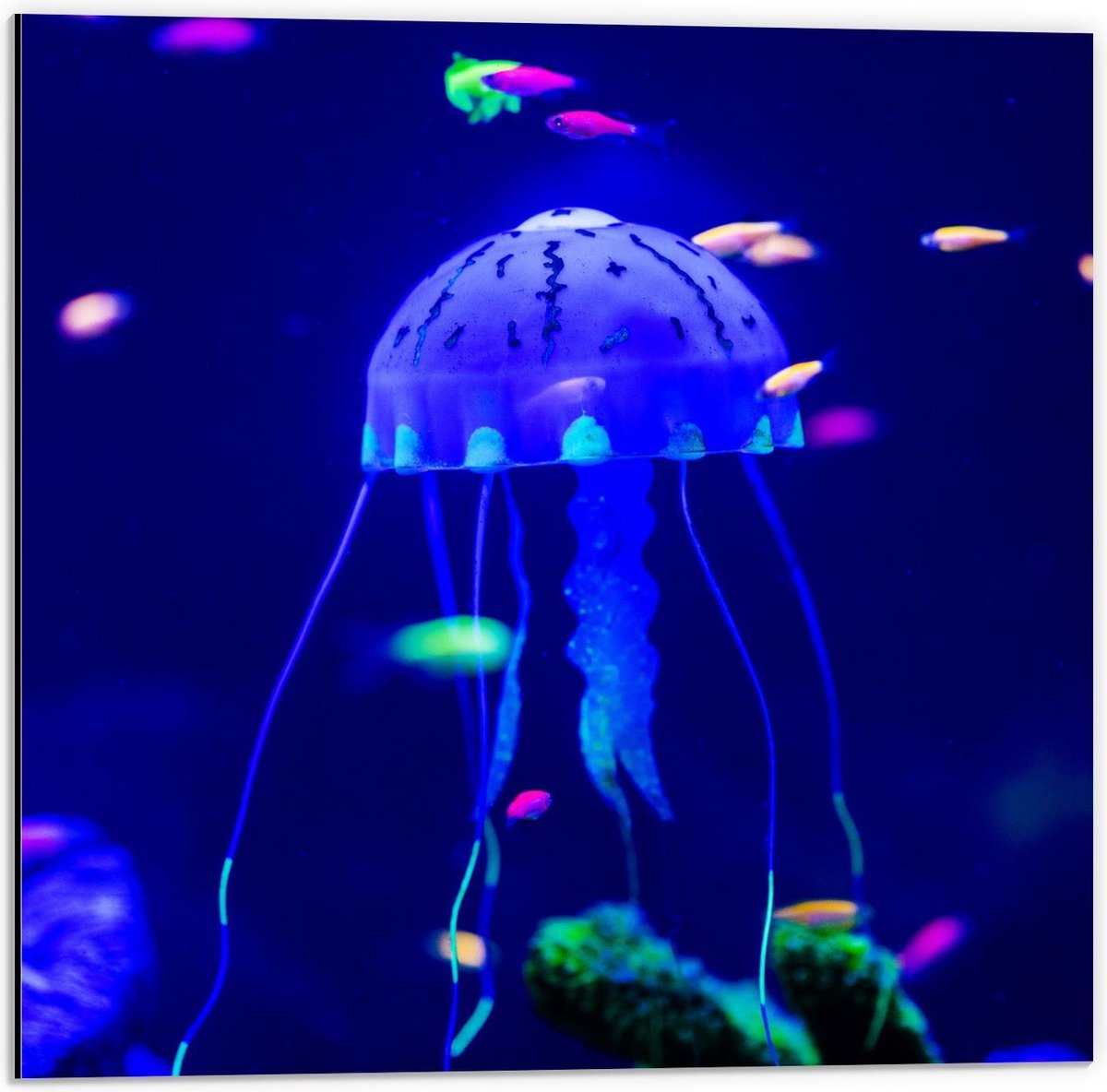 Dibond - Blauwe Kwal in Aquarium - 50x50cm Foto op Aluminium (Wanddecoratie van metaal)