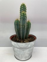 Cactus- Pilosocereus Azereus- zinken pot- 17cmØ- ±40cm hoog