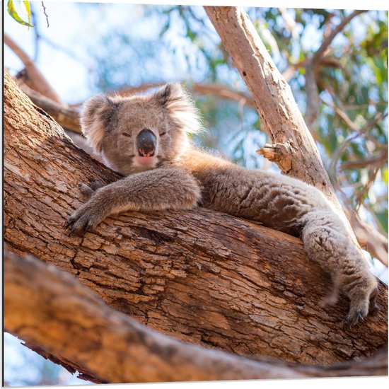 Dibond - Liggende Koala op Bomen - 80x80cm Foto op Aluminium (Wanddecoratie van metaal)