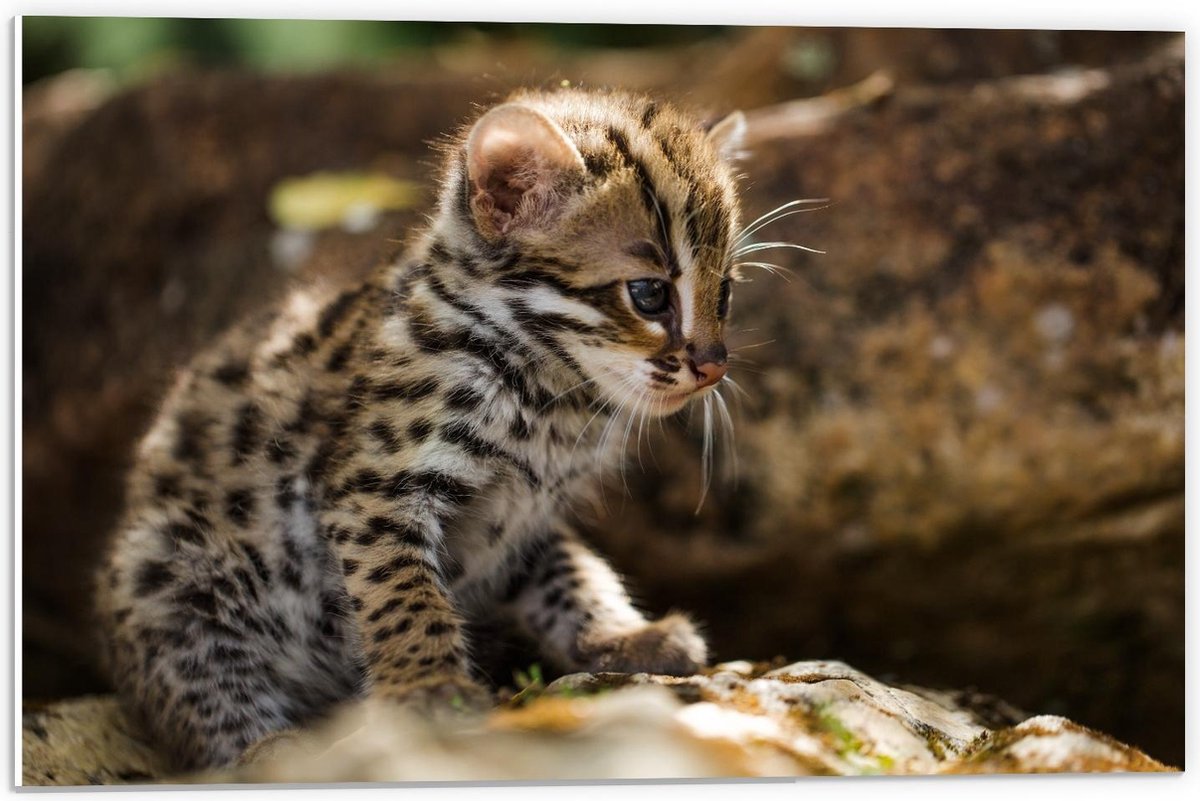 Forex - Baby Tijger - 60x40cm Foto op Forex