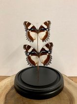 Vtw Living - Vlinder in Glazen Stolp - Vlinders - Bruin - 30 cm hoog