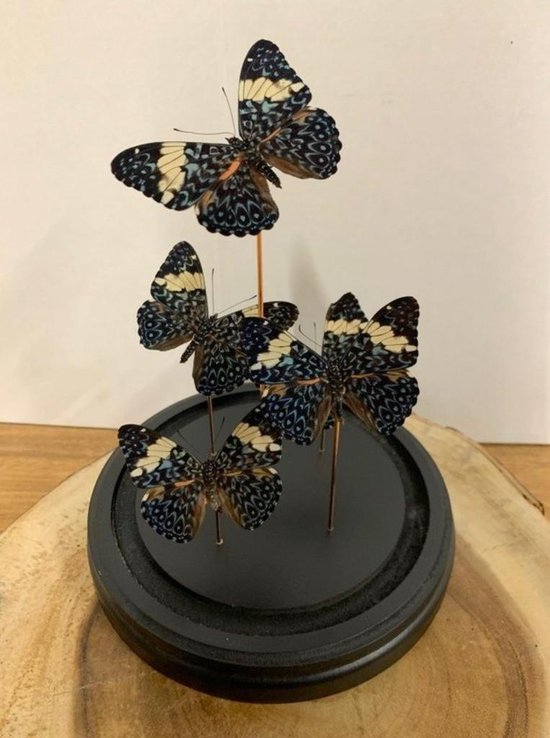 Opgezette Vlinders in Stolp - Vlinder In Glazen Stolp - Vlinderstolp Glas - Zwart - 30 cm