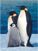 BWK Diamond Paintings - Familie Pinguïns  - 40x30cm(35x25cm) - Volledig pakket - Diamond Painting met Ronde Steentjes