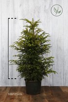 10 stuks | Taxus baccata Pot 100-125 cm - Formele haag - Geschikt voor vormsnoei - Vruchtdragend - Weinig onderhoud