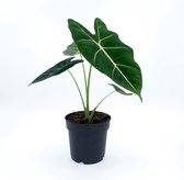 SIMPLYBLOOM.EU - Alocasia Frydek
