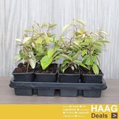 12x Olijfwilg - Elaeagnus ebbingei - Haagplant - Pot 9x9 cm