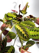 Maranta Fascinator 'Tricolor' XL Hangplant ⌀ 18cm - ↕ 30cm Trendy, Urbanjungle, Kamerplant