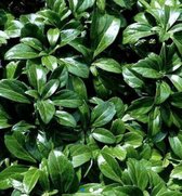 6 x Pachysandra Terminalis 'Green Carpet' - Schaduwkruid pot 9cm x 9cm