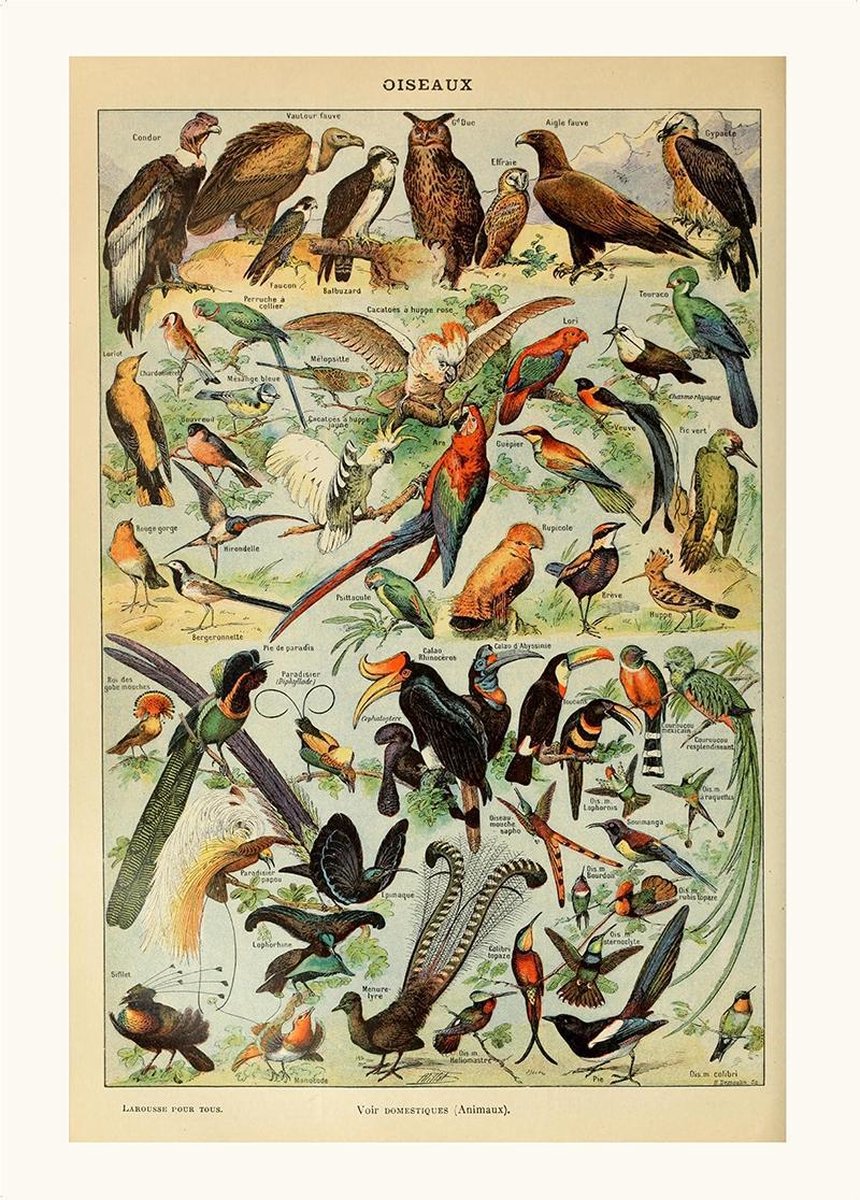 Esque Poster Adophe Millot - Schoolplaat Vogels - Dieren - 50x70 cm - Biologie Exotische Diersoorten Losse poster