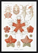 Poster Ernst Haeckel - Asteridea - Zeester Decoratie - Kunstformen der natuur - Zeedieren