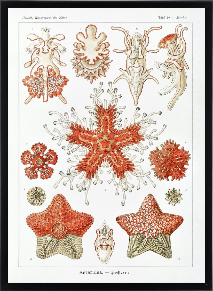 Esque Poster Ernst Haeckel - Asteridea - Zeester Decoratie - Kunstformen der natuur - Zeedieren - 50x70 cm Losse Poster