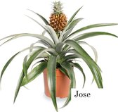 Ananasplant| Jose | 12cm | anti-snurk plant