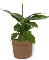 Kamerplant Musa Tropicana – Bananenplant - ± 25cm hoog – 12 cm diameter - in bruine sierzak