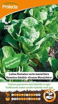 Protecta Groente zaden: Romeinse bindsla Groene Maraichère
