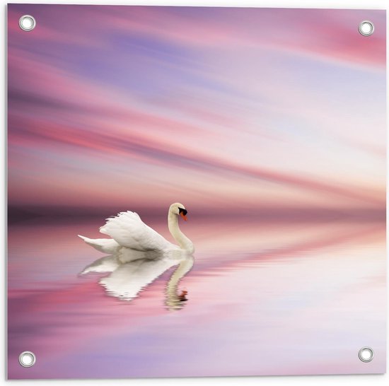 Tuinposter – Witte Zwaan op het Roze Water - 50x50cm Foto op Tuinposter  (wanddecoratie voor buiten en binnen)