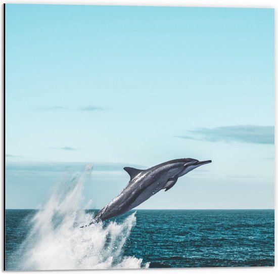 Dibond - Dolfijn springend uit Zee - 50x50cm Foto op Aluminium (Met Ophangsysteem)