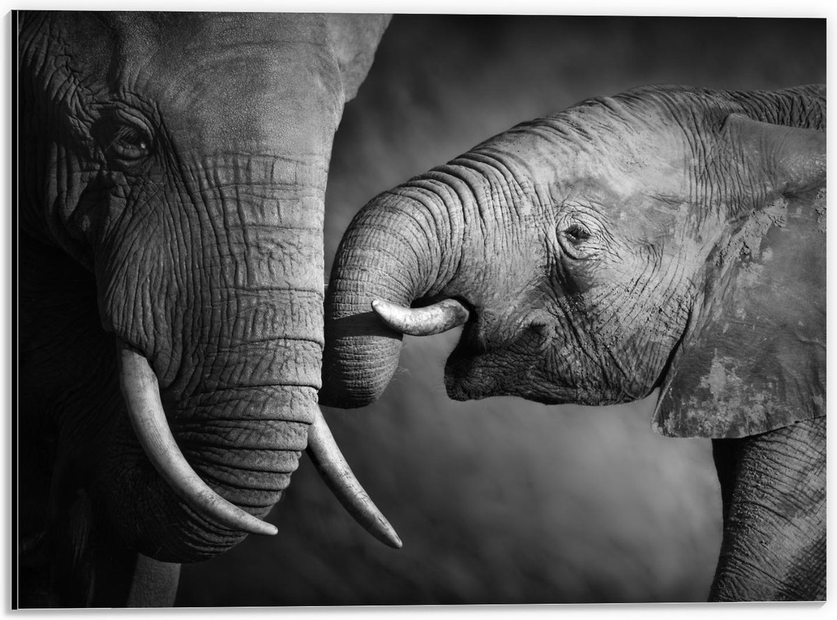 Dibond - Baby Olifant bij Moeder (Zwart - Wit) - 40x30cm Foto op Aluminium (Wanddecoratie van metaal)