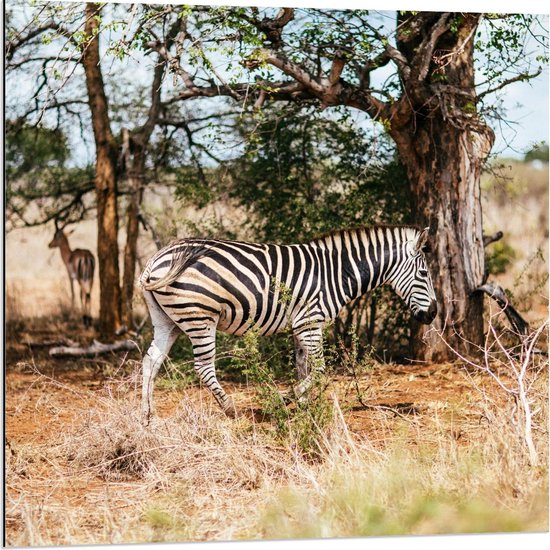 Dibond - Mooie Zebra in de Natuur - 80x80cm Foto op Aluminium (Met Ophangsysteem)