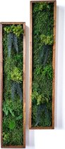 Moskabouter Verticaal Mosschilderij met mos en varens | Plantenschilderij met afmeting 80 x 16 cm | Moswanddecoratie met warm eiken gebeitste lijst | 1 frame