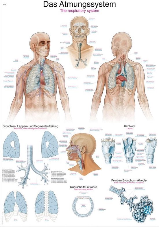 Het menselijk lichaam - anatomie poster ademhaling (Duits/Engels/Latijn, cm)