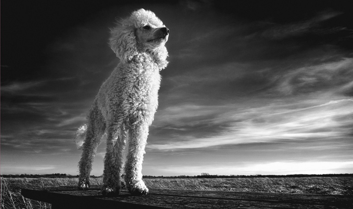 Schilderij - hond - poedel - Collectie faces - Glas - 118x70cm