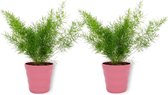 2x Kamerplant Asparagus Sprengeri - Sierasperge - ± 25cm hoog - ⌀  12cm - in roze pot