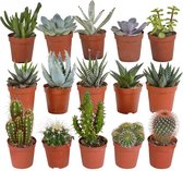 Cactus en vetplanten mix | 15 stuks | Ø 5,5 cm |  8-13 cm
