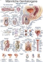 Het menselijk lichaam - anatomie poster mannelijke geslachtsorganen (Duits/Engels/Latijn, papier, 50x70 cm)