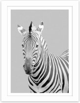 Foto in frame , Zebra , 3 maten , Zwart wit, wanddecoratie , Premium print