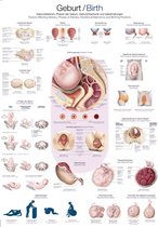 Het menselijk lichaam - anatomie poster geboorte (Duits/Engels/Latijn, papier, 50x70 cm)
