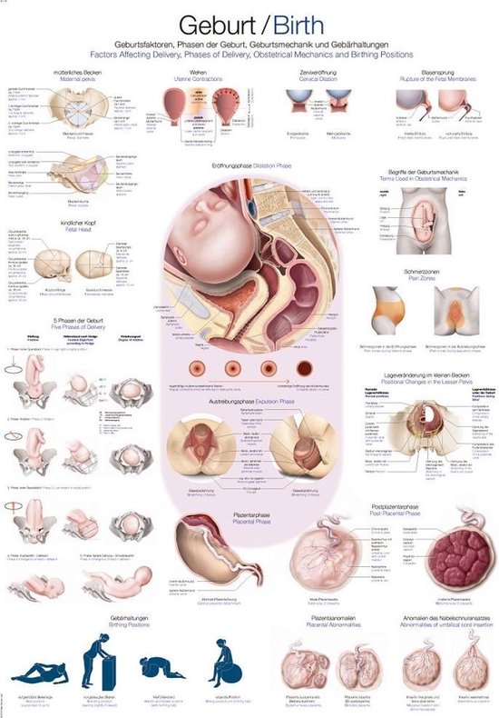Le corps humain - affiche anatomie naissance (allemand / anglais / latin, papier, 50x70 cm)