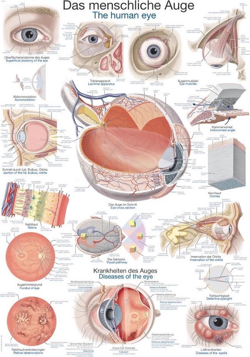 Erler-Zimmer Het menselijk lichaam - anatomie poster oog (papier, 50x70 cm) zonder ophangsysteem