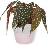 Kamerplant Begonia Maculata – Stippenbegonia - ± 20cm hoogte – 12 cm diameter - in betonnen roze pot