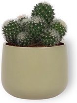 Cactus Mammilaria - ± 25 cm hoog – 12cm diameter - in groene sierpot