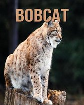 Bobcat