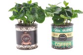 Kamerplanten van Botanicly – 2 × Koffieplant in gevormde keramiek pot als set – Hoogte: 15 cm – Coffea Arabica