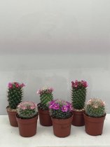 Cactus- Cactus bloeiend mix 6 stuks- Mammillaria- 6.5cmØ- ± 8-14cm hoog