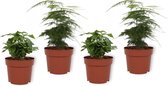 Set van 4 Kamerplanten - 2x Coffea Arabica & 2x Asparagus Plumosus - ± 25cm hoog - 12cm diameter