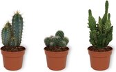 Set van 3 Cactussen - Pilosocereus Azureus & Mammilaria & Opuntia Monacantha - ±  30cm hoog - 12cm diameter