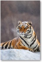 Siberische tijger op een winterse dag - 60x90 Dibond voor Binnen én Buiten - Besteposter - Dieren