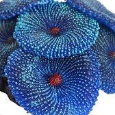 Aquarium decoratie - Koraal - Kunstplant Aquarium - Planten voor aquarium - Mooie plantendecoratie –Planten blauwe kleur - Aquariumdecoratie 6cm x 3cm - Aquariumversiering - Benodi