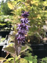 6 x Salvia verticillata 'Hannay's Blue' - Salie - P9 Pot (9 x 9cm) - Dima Vaste Planten